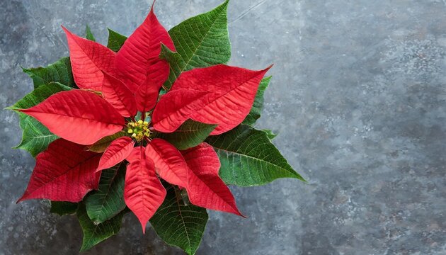 poinsettia flower with red and green leaves symbol of christmas european spurge star of bethlehem european poinsettia top view png flores de noche buena