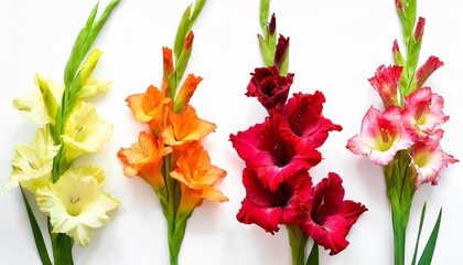 collection gladiolus flowers isolated on white background yellow red pink orange green flat lay top view