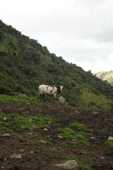 Cows in the Country