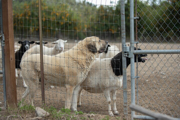 Sheep of the livestock ranch are protected by the Anatolian dog living inside the pen with them