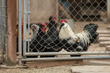 Several chicken hens are grouped near the gate to the coop awaiting feeding time © motionshooter