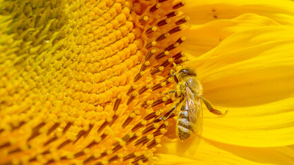 MACRO: Detailed shot of a tiny bee collecting pollen from a blooming sunflower.