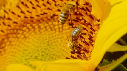 MACRO: Bees working in tandem, captured on radiant sunflower's blooming surface.