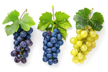 different colours grapes with leaves isolated on white background