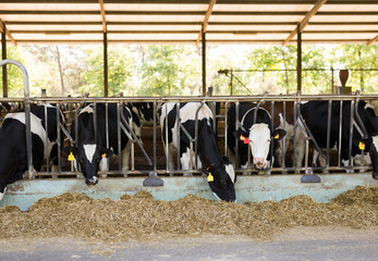 Row of cows standing in stalls on a livestock farm eating hay