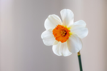 Selective focus of white and yellow flower in the garden, Narcissus is a genus of predominantly spring flowering perennial plants of the amaryllis family, Amaryllidaceae, Nature floral background.