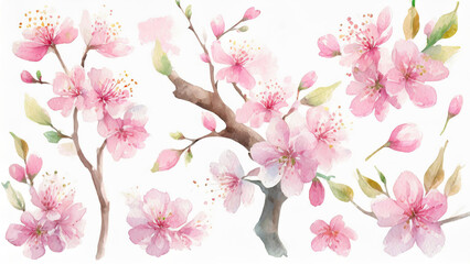 Illustration aquarelle de branches de fleurs de cerisier rose - obrazy, fototapety, plakaty