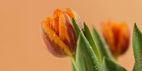 Greeting card or web design with tulip flowers with macro detail.
