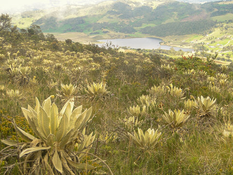 Frailej&oacute;n, Cerro El Tablazo, Subachoque Colombia