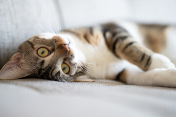 Tabby cat lounging on a couch