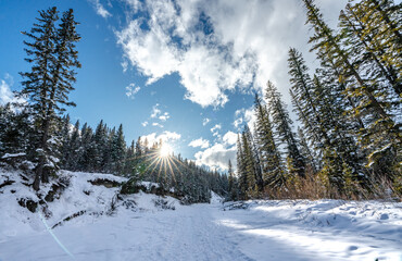 Snowy winter forest landscape on a sunny summer day with a  bright sun star and blue sky.
