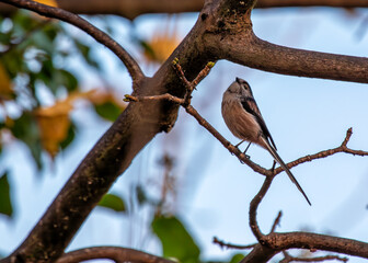 Long-tailed Tit (Aegithalos caudatus) - Found across Europe & parts of Asia