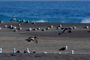 Oystercatcher flying on the beach