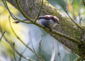 Long-tailed Tit (Aegithalos caudatus) - Found across Europe & parts of Asia