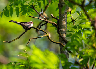 Long-tailed Tit (Aegithalos caudatus) - Found across Europe & parts of Asia