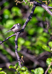 Long-tailed Tit (Aegithalos caudatus) - Found across Europe & parts of Asia