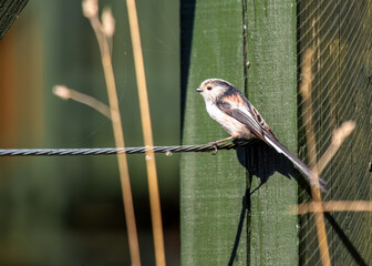 Long-tailed Tit (Aegithalos caudatus) - Found across Europe & parts of Asia