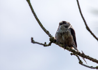 Long-tailed Tit (Aegithalos caudatus) - Found across Europe & parts of Asia
