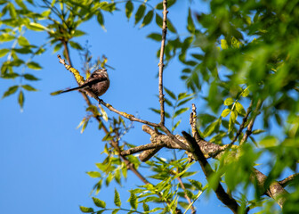 Long-tailed Tit (Aegithalos caudatus) - Found across Europe & parts of Asia