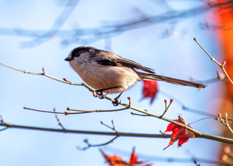 Long-tailed Tit (Aegithalos caudatus) - Found across Europe & parts of Asia