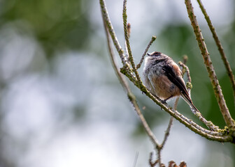 Long-tailed Tit (Aegithalos caudatus) - Found across Europe & parts of Asia