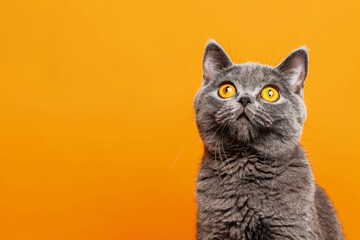 funny british shorthair cat portrait looking shocked or surprised on orange background with copy...