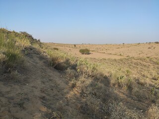 Marche en plein milieu d'un désert indien, avec un peu de végétation, des arbres, endroit désertique, vaste, sans destination, grand soleil, peu d'ombre, exploration à l'inconnu, vacance et tourisme 