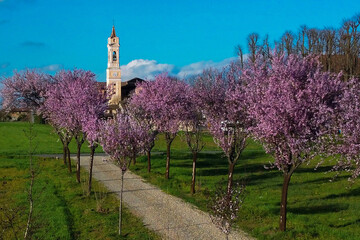 Flowered avenue and San Giuliano Nuovo church Alessandria, Piedmont, Italy