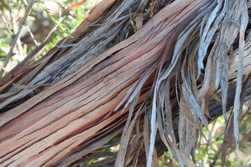 Glabrous Resinbrush, Adenostoma Fasciculatum Variety Fasciculatum, a native monoclinous woody shrub displaying aging strip exfoliating bark during Winter in the Santa Monica Mountains.
