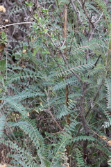 Flat Santa Barbara Milkvetch, Astragalus Trichopodus Variety Phoxus, a native perennial herb displaying odd pinnately compound alternate leaves during Winter in the Santa Monica Mountains.