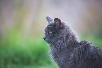 Portrait of Beautiful stray grey cat similar to russian blue breed is sitting on the street. the cat with green eyes. - Powered by Adobe