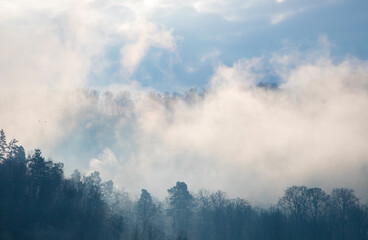 Fog over the forest. Mist above the trees
