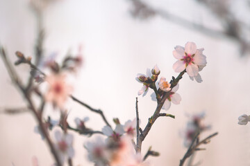 Almond branch in bloom, close-up, sunset. Close-up image of blossoming almond in Greece