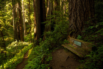 Narrow Trail Cuts Past Memorial Bench In Redwood