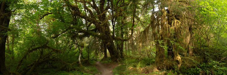 Panorama Of Giant Tree Coverd In The Moss Of The Hoh Rainforest