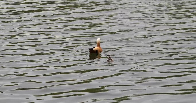 Shellac (Tadorna ferruginea) or red duck Ogar, swims on the pond with his duckling.