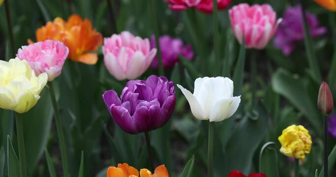 Colorful tulips swing on the wind, outdoor.