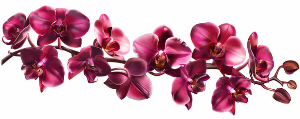 Fototapeta na wymiar Purple orchids flowers isoated on white background