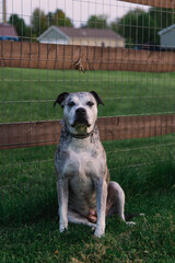 Brindle Pitbull Sitting in grass along fence