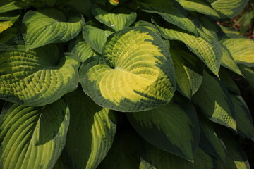 Obraz premium leaves background
