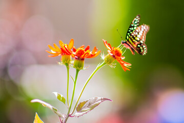 Montreal, Canada - May 24 2017: Butterflies in the botanical garden of Montreal