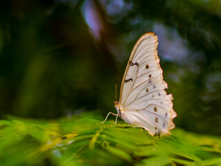 Montreal, Canada - May 24 2017: Butterflies in the botanical garden of Montreal