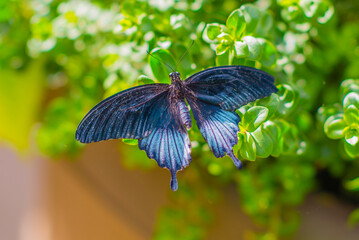 Montreal, Canada - May 24 2017: Butterflies in the botanical garden of Montreal
