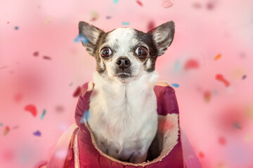 A small chihuahua dog in front of pink studio background