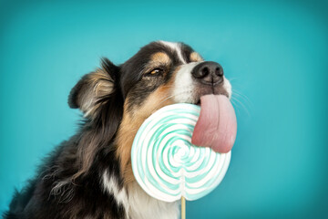 Funny dog: An australian sheppherd dog licks at a colorful lolli in front of blue studio background