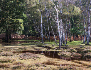 Water Logged New Forest, Green with silver tree trunks