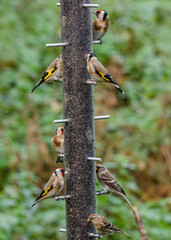Birds stacked on a garden feeder 
