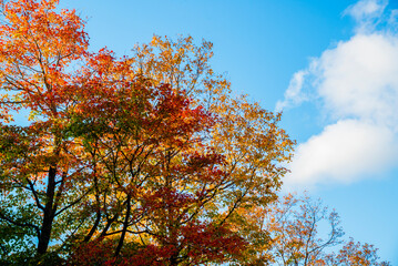 Fall season on Mont Sutton in Quebc Canada