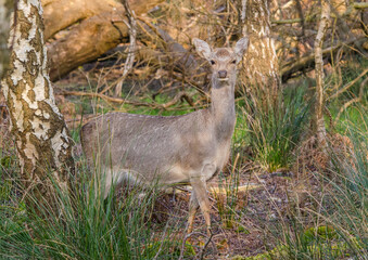 Surprised Doe emerging from Woodland