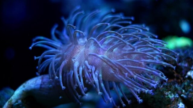 leather coral capitulum move tentacle in current, popular pet absorb dissolved organic matter in actinic blue LED low light, live rock stone design, hardy species for reef marine aquarium beginner